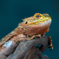 Reptiles For Sale