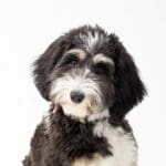 Petland Oklahoma City & Tulsa Miniature Bernedoodle