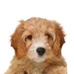 Petland Oklahoma City & Tulsa Cavapoo