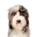 Petland Oklahoma City & Tulsa Miniature Sheepadoodle