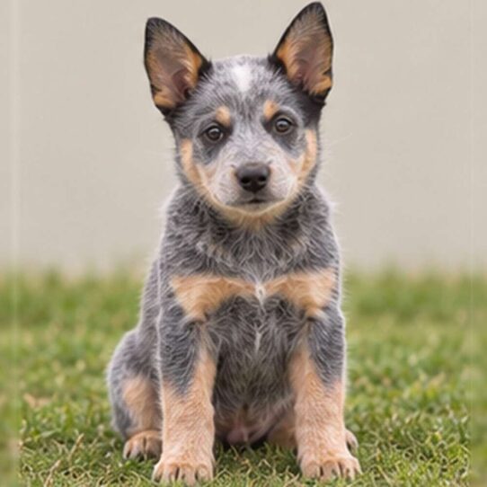 Australian-Cattle-Dog