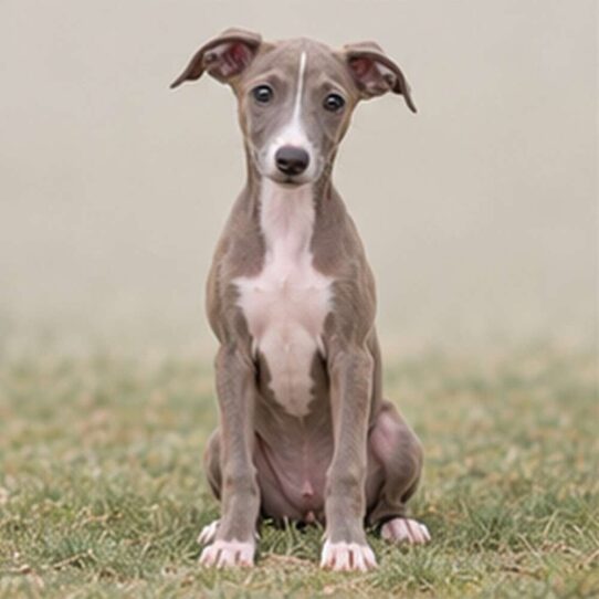 Italian-Greyhound