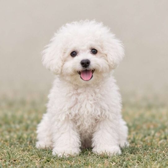 Bichon-Frise