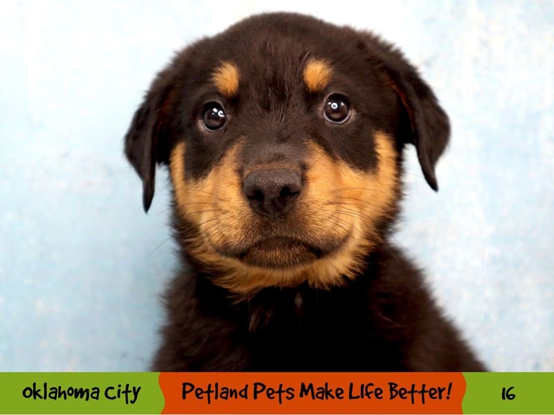 Rottweiler Puppy Black / Rust ID:16 Located at Petland Oklahoma City ...