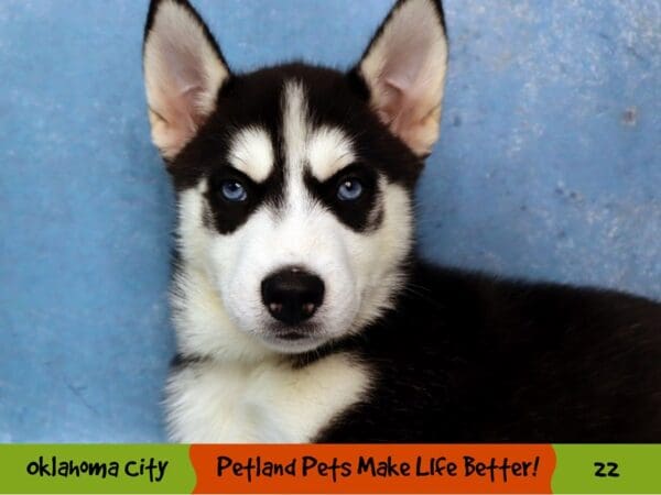 Siberian Husky DOG Female Black / White 22 Petland Oklahoma City & Tulsa