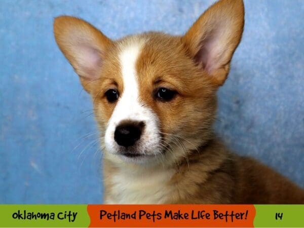 Pembroke Welsh Corgi DOG Female Red / White 14 Petland Oklahoma City & Tulsa