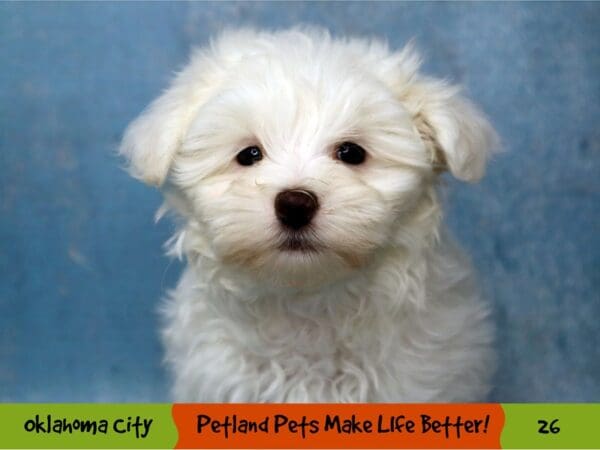 Maltese DOG Male White 26 Petland Oklahoma City & Tulsa