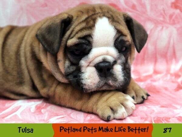 English Bulldog DOG Male 87 Petland Oklahoma City & Tulsa