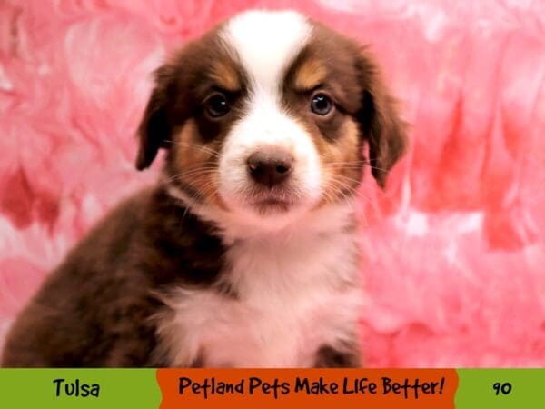 Miniature Australian Shepherd DOG Male Red and White 90 Petland Oklahoma City & Tulsa