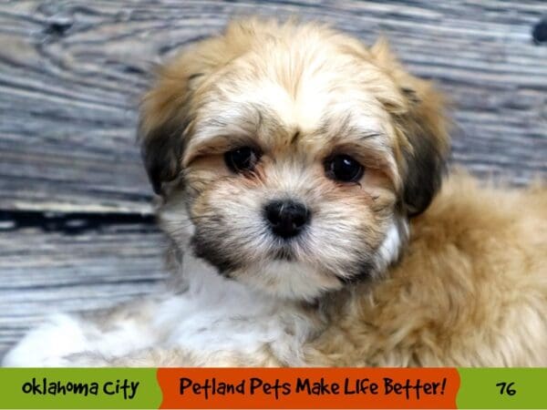 Lhasa Apso DOG Male Golden 76 Petland Oklahoma City & Tulsa