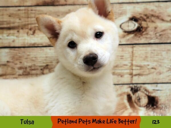 Shiba Inu DOG Male Cream 123 Petland Oklahoma City & Tulsa