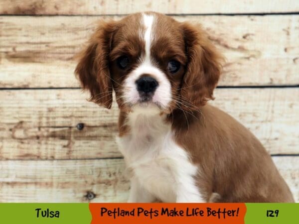 Cavalier King Charles Spaniel DOG Male Blenheim 129 Petland Oklahoma City & Tulsa