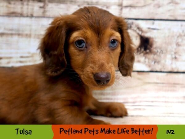 Dachshund DOG Female Red 142 Petland Oklahoma City & Tulsa