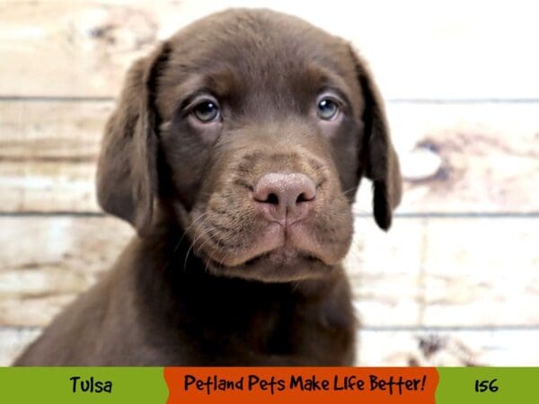 Labrador Retriever DOG Male Chocolate 156 Petland Oklahoma City & Tulsa