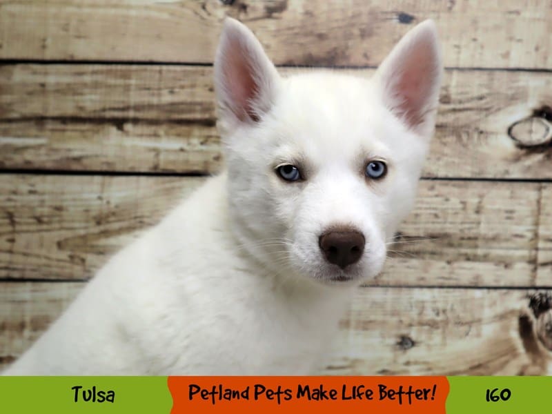 Siberian Husky Puppy White ID:160 Located at Petland Oklahoma City