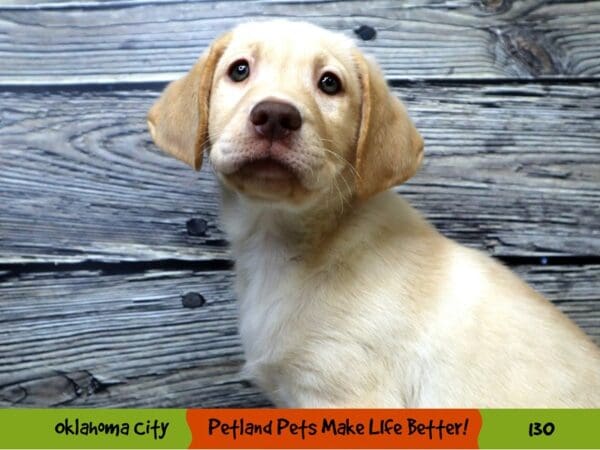 Labrador Retriever DOG Male Yellow 130 Petland Oklahoma City & Tulsa