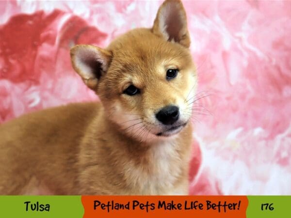 Shiba Inu DOG Female Red 176 Petland Oklahoma City & Tulsa