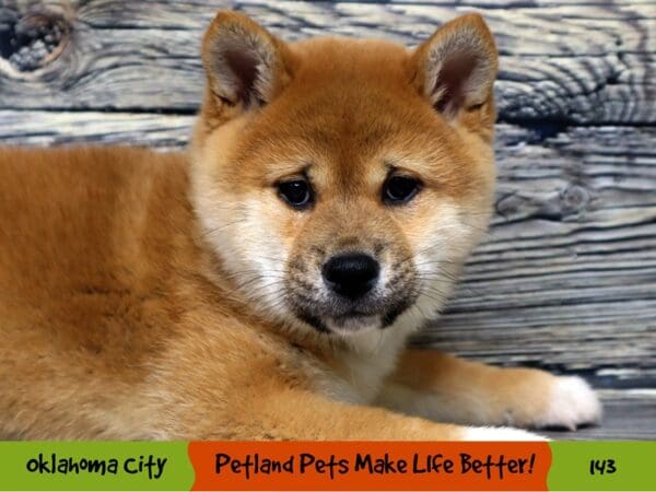 Shiba Inu DOG Female Red 143 Petland Oklahoma City & Tulsa