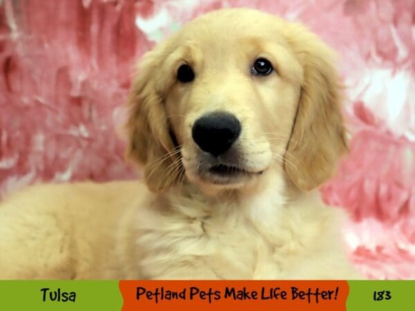 Golden Retriever DOG Male Golden 183 Petland Oklahoma City & Tulsa