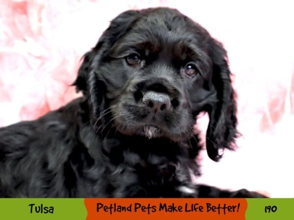 Cocker Spaniel DOG Female Black 190 Petland Oklahoma City & Tulsa