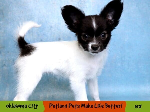 Papillon DOG Female White and Black 158 Petland Oklahoma City & Tulsa