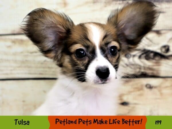 Papillon DOG Female White and Sable 199 Petland Oklahoma City & Tulsa