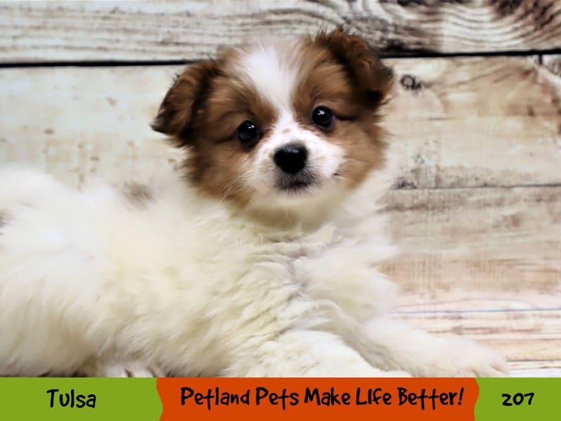 Papillon Puppy White and Red ID:207 Located at Petland Oklahoma