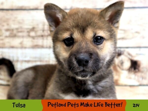 Shiba Inu DOG Male Red Sesame 214 Petland Oklahoma City & Tulsa