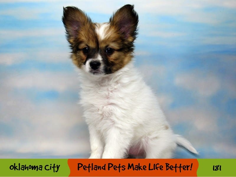 Papillon Puppy White and Red ID:181 Located at Petland Oklahoma
