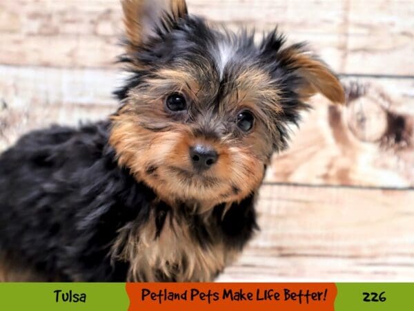 Yorkshire Terrier DOG Male Black and Tan 226 Petland Oklahoma City & Tulsa