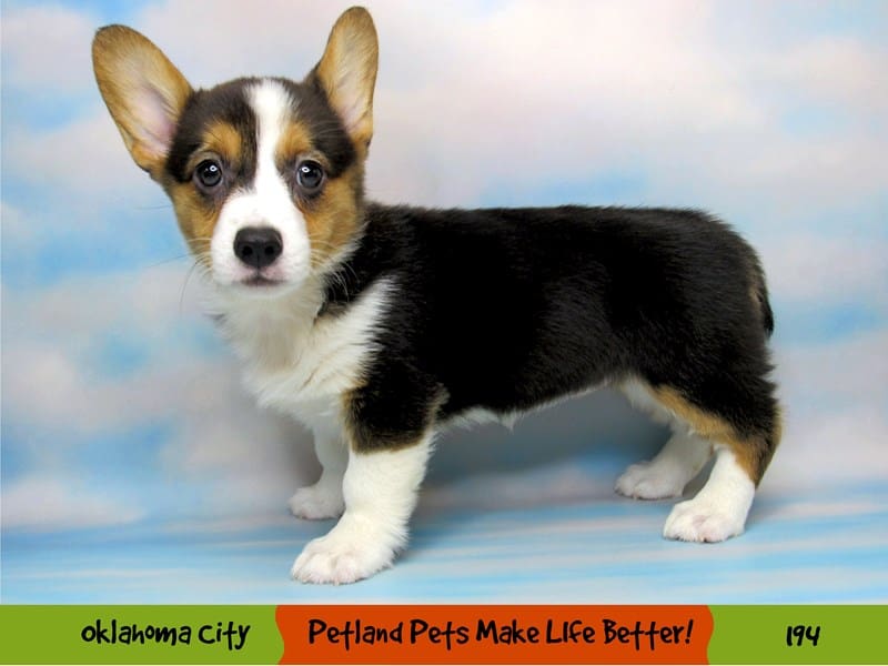 PEMBROKE WELSH CORGI DOGS CATS PETS Embroidery Embroidered