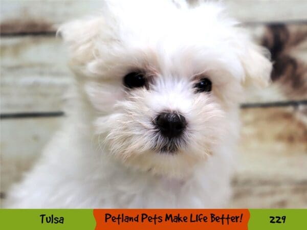 Maltese DOG Female White 229 Petland Oklahoma City & Tulsa