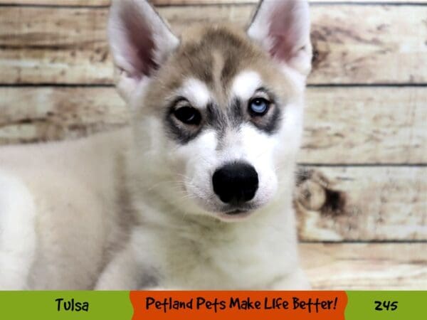 Siberian Husky DOG Male Grey and White 245 Petland Oklahoma City & Tulsa