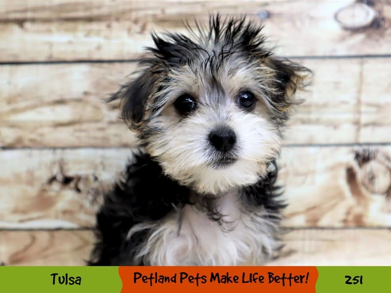 Morkie Puppy Black / Tan ID:251 Located at Petland Oklahoma City