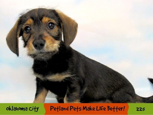 Miniature Schnoxie DOG Female Black and Brown 225 Petland Oklahoma City & Tulsa