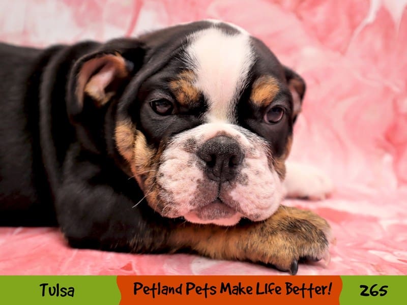 Pelagiia i belyi buldog. Pelagiia … English Bulldog for sale in the city of Vilnius (Lithuania