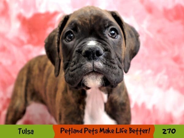 Boxer DOG Male Fawn Brindle 270 Petland Oklahoma City & Tulsa