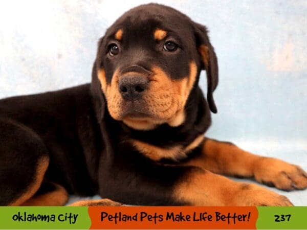 Rottweiler DOG Female Black and Mahogany 237 Petland Oklahoma City & Tulsa