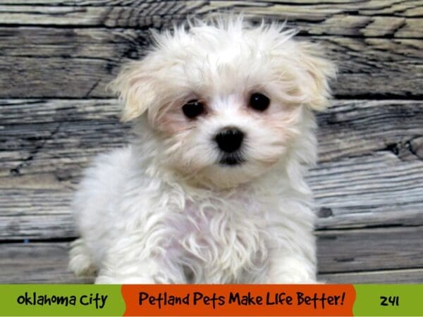 Maltese DOG Female White 241 Petland Oklahoma City & Tulsa