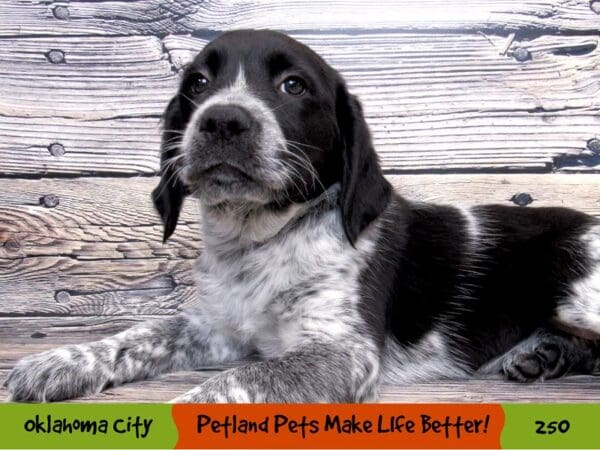 Spring Heeler DOG Female Black and White 250 Petland Oklahoma City & Tulsa