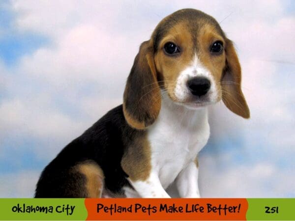 Beagle DOG Male Black White and Tan 251 Petland Oklahoma City & Tulsa