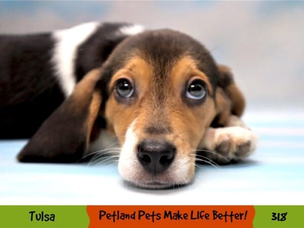 Beagle DOG Female Black Fawn and White 318 Petland Oklahoma City & Tulsa