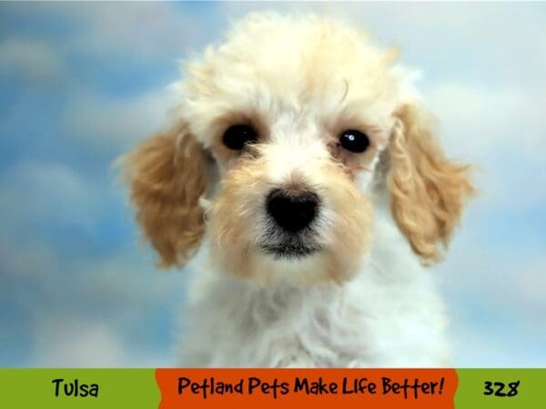 Poodle DOG Male Cream 328 Petland Oklahoma City & Tulsa