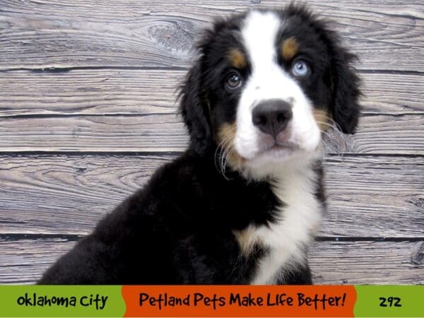 Bernese Mountain Dog DOG Male Black Rust and White 292 Petland Oklahoma City & Tulsa