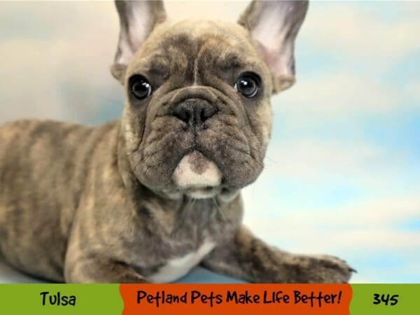 French Bulldog DOG Male Blue Brindle 345 Petland Oklahoma City & Tulsa