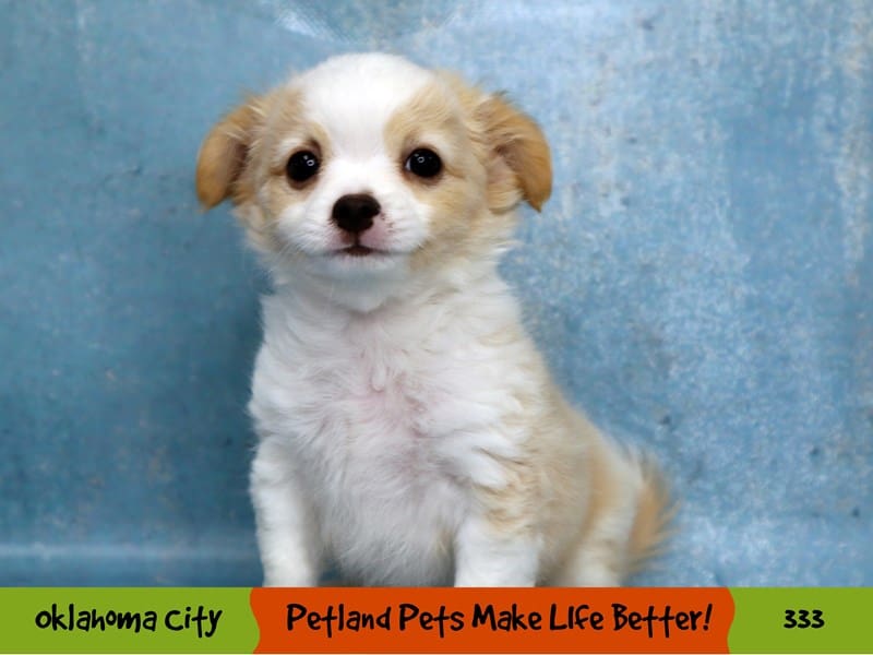 Chihuahua Puppy Cream ID:333 Located at Petland Oklahoma City & Tulsa