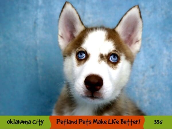 Siberian Husky DOG Female Red and White 335 Petland Oklahoma City & Tulsa