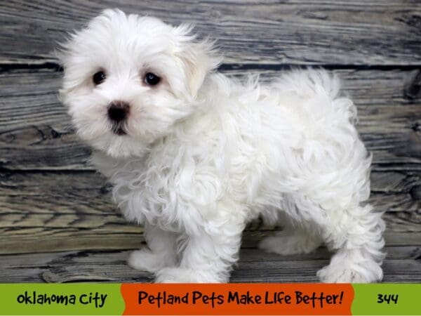 Maltese DOG Female White 344 Petland Oklahoma City & Tulsa