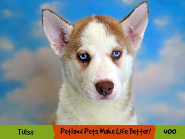 Siberian Husky DOG Female Red and White 400 Petland Oklahoma City & Tulsa