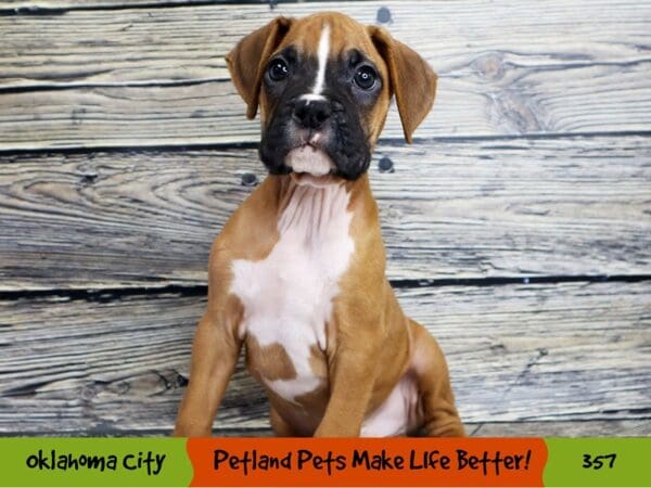 Boxer DOG Male Fawn 357 Petland Oklahoma City & Tulsa